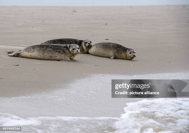 Seals Lea, Fiete and Stoertebeker are released into the wild on the beach of the island of Juist, Germany, 8 August 2017. Three seals were released...