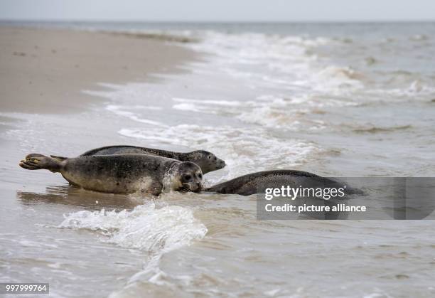 Seals Lea, Fiete and Stoertebeker are released into the wild on the beach of the island of Juist, Germany, 8 August 2017. Three seals were released...