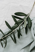 Olive branch on linen. Nature concept