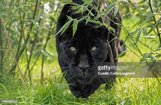 black jaguar series - black panthers cat stock pictures, royalty-free photos & images