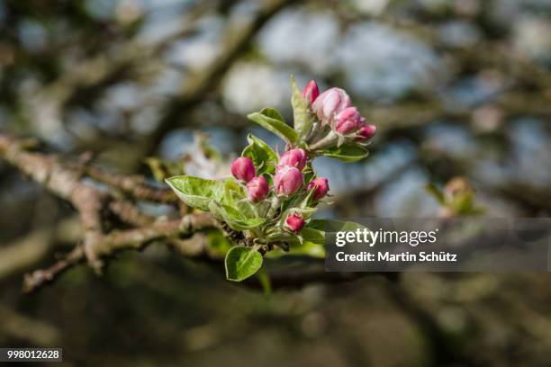llanes,spain - llanes stock pictures, royalty-free photos & images