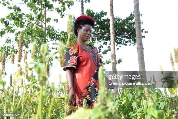 Chia farmer Elizabeth Natocha on her farm in Namayingo, Uganda, 30 june 2017. An ever greater number of small-scale farmers are beginning to grow...