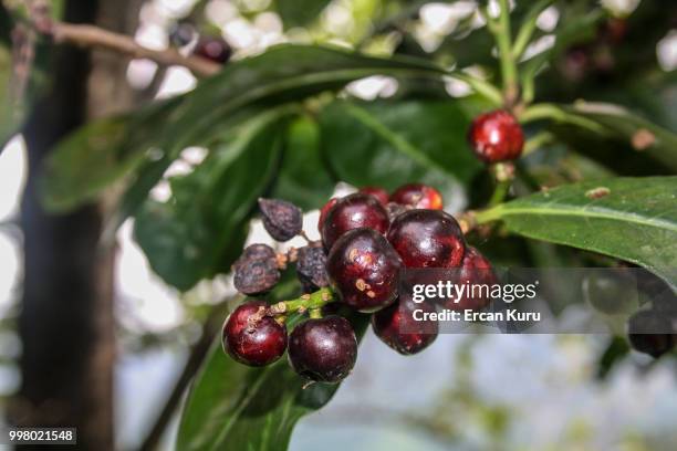 3,273 Kuru Kuru Stock Photos, High-Res Pictures, and Images