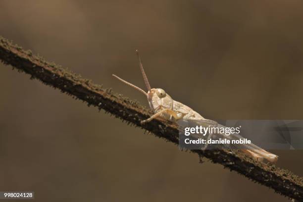 white cricket (11137) - nobile stock pictures, royalty-free photos & images