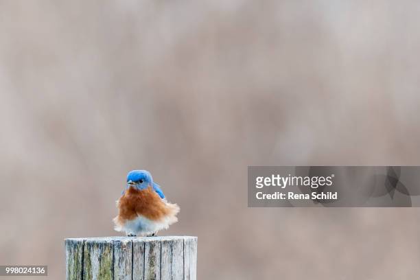 bad feather day (eastern bluebird) - eastern bluebird fotografías e imágenes de stock