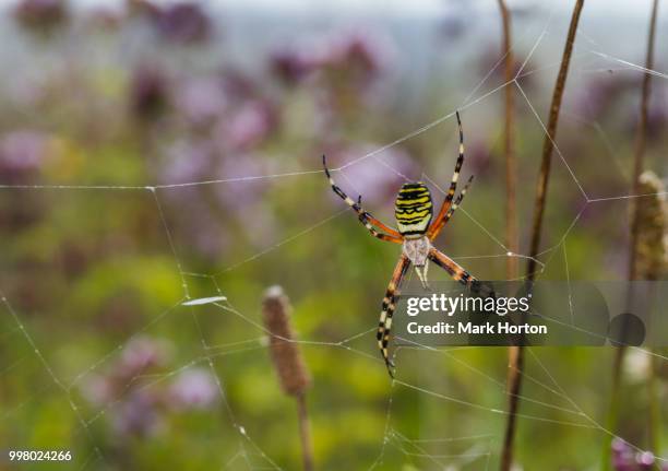 wasp spider (argiope bruenichi) - getingspindel bildbanksfoton och bilder