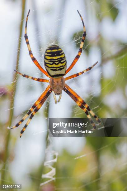 wasp spider (argiope bruenichi) - orb weaver stock pictures, royalty-free photos & images