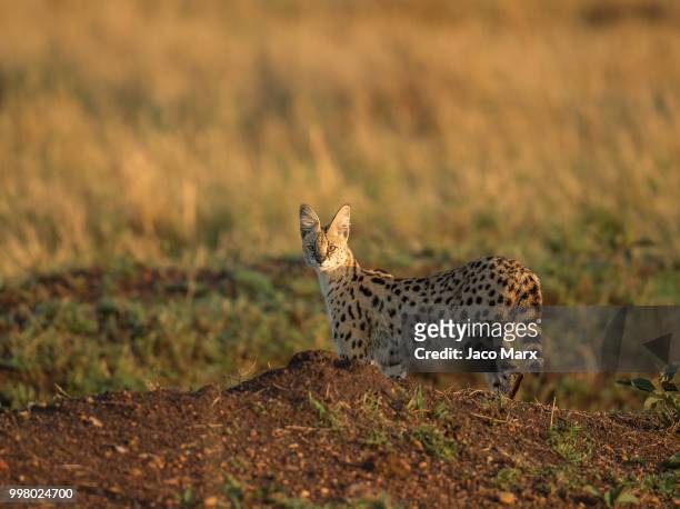 serval eyes - afrikaans jachtluipaard stockfoto's en -beelden