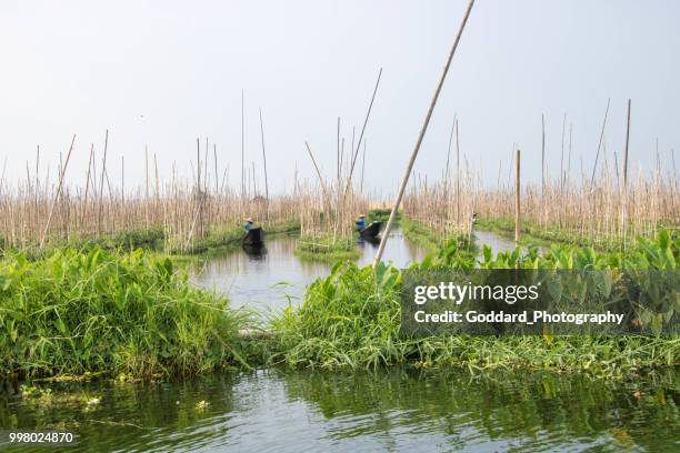 myanmar: drijvende tuin landbouw - birmaanse cultuur stockfoto's en -beelden