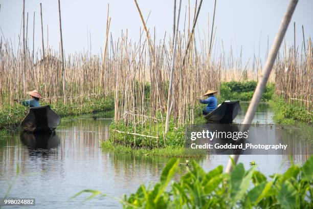 myanmar: schwimmende garten landwirtschaft - myanmarische kultur stock-fotos und bilder