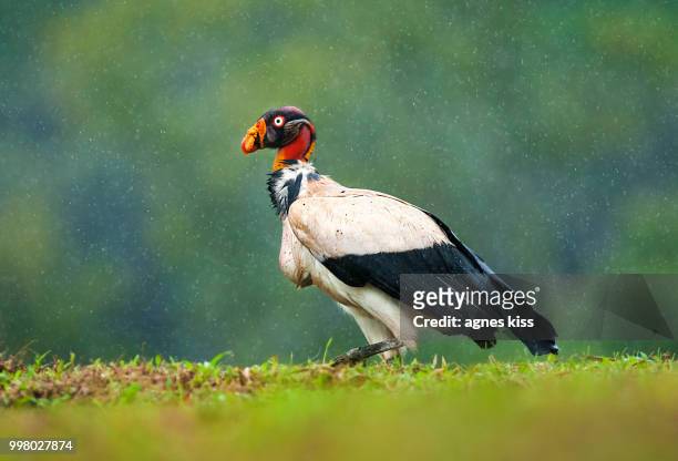 king vulture in rain - agnes stock pictures, royalty-free photos & images
