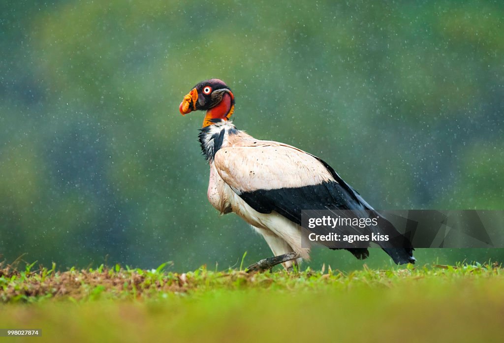 King vulture in rain