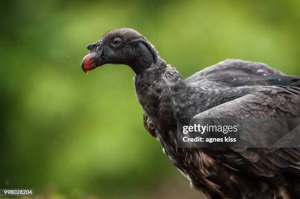 immature king vulture - agnes stock pictures, royalty-free photos & images