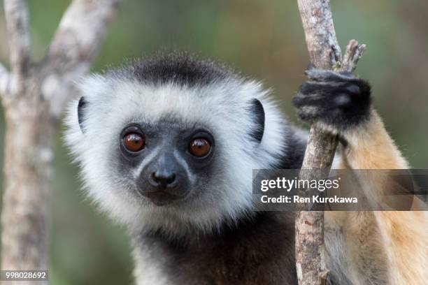 another sifaka - ren ストックフォトと画像