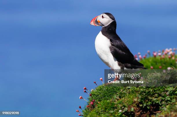 puffin - atlantic puffin stock pictures, royalty-free photos & images