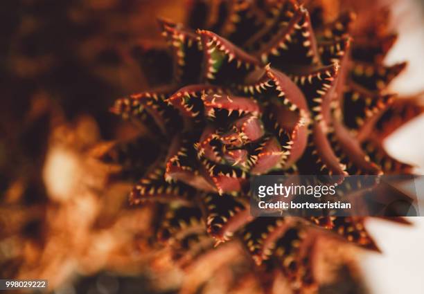 close-up of plant - bortes stock pictures, royalty-free photos & images