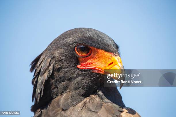 moholoholo eagle - bateleur eagle stockfoto's en -beelden