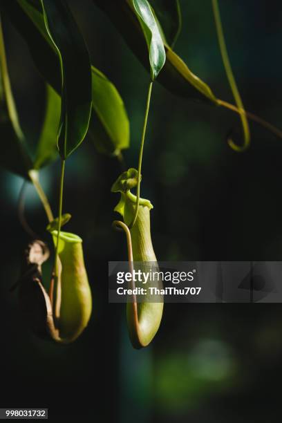 nepenthes tree - insectívoro fotografías e imágenes de stock