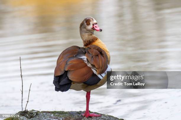 egyptian goose (alopochen aegyptiacus) - dendrocygna stock pictures, royalty-free photos & images