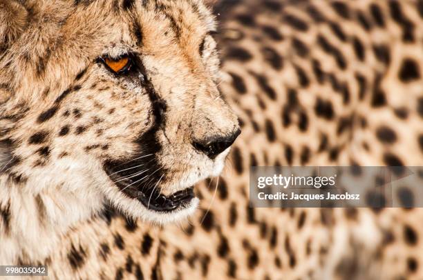 cheetah in the veld - veld stock pictures, royalty-free photos & images