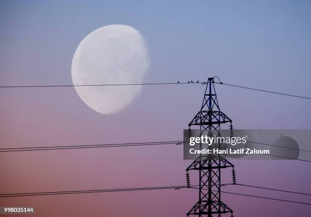 birds and moon - hani stock pictures, royalty-free photos & images