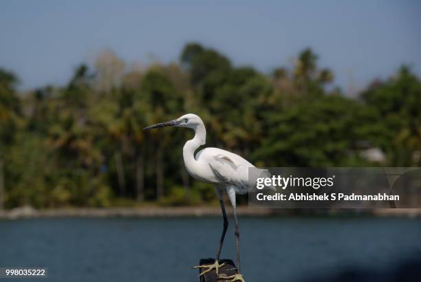 great egret hunt - abhishek stock-fotos und bilder