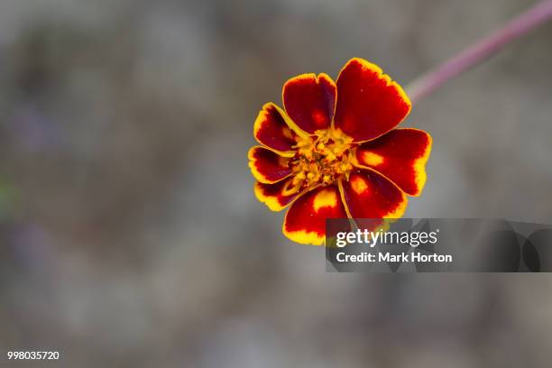 french marigold - mark bloom fotografías e imágenes de stock