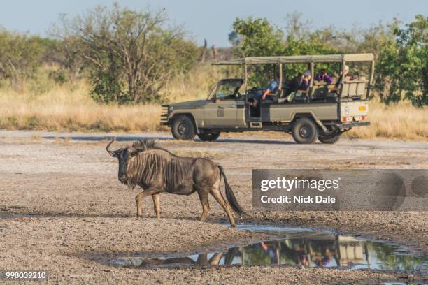 blue wildebeest by puddle with jeep behind - blue wildebeest stock pictures, royalty-free photos & images