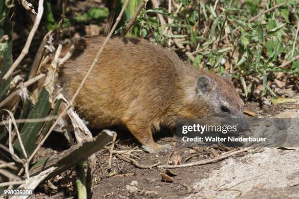 serengeti 3 - rock hyrax stock pictures, royalty-free photos & images