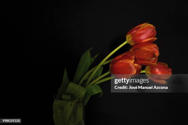 (0060) tulipanes sobre fondo negro. - azcona stock pictures, royalty-free photos & images