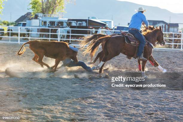 utah cowboy steer wrestling western en plein air et rodéo stampede roundup troupeaux à cheval - eyecrave photos et images de collection