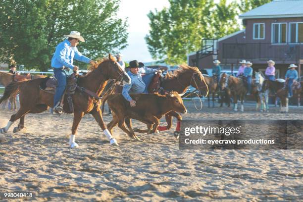 utah cowboy steer wrestling western im freien und rodeo stampede roundup reitpferde vieh hüten - eyecrave stock-fotos und bilder