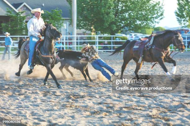 utah cowboy steer wrestling western outdoors and rodeo stampede roundup riding horses herding livestock - eyecrave stock pictures, royalty-free photos & images