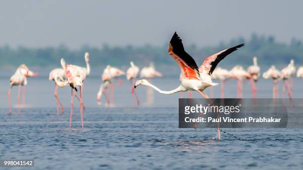 greater flamingo landing - roter flamingo stock-fotos und bilder
