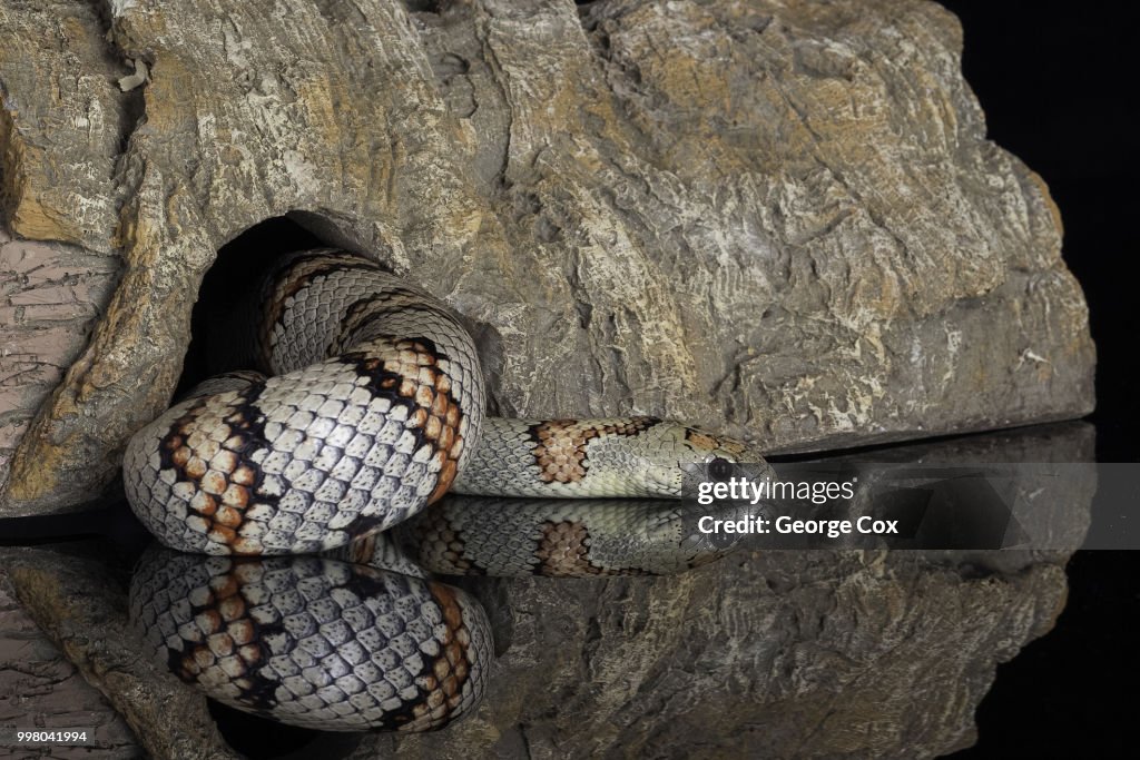 Grey Banded Snake - Lampropeltis alterna