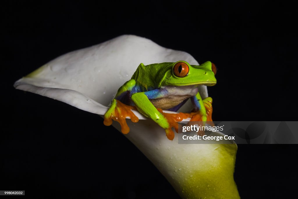 Red Eyed Tree Frog - Agalychnis callydrias