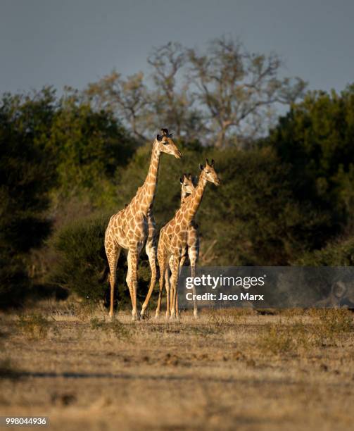 giraffy - girafa da áfrica do sul girafa - fotografias e filmes do acervo