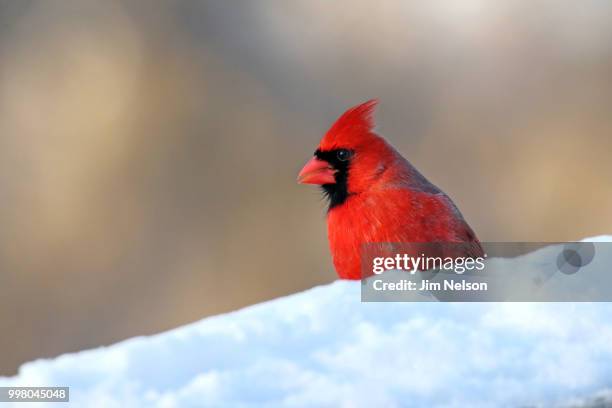 northern cardinal (male) - euplectes orix stock pictures, royalty-free photos & images
