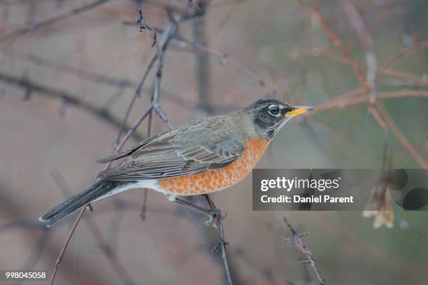 American Robin Spring Photos and Premium High Res Pictures - Getty Images