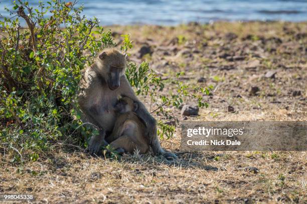chacma baboon mother nursing baby beside river - chacma baboon 個照片及圖片檔