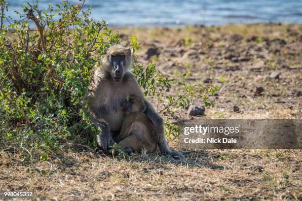 chacma baboon mother nursing baby on riverbank - chacma baboon stockfoto's en -beelden