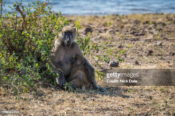 chacma baboon mother nursing baby on riverbank - chacma baboon 個照片及圖片檔