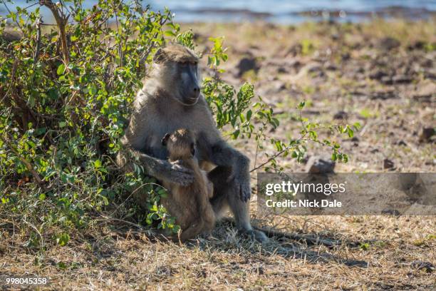 chacma baboon mother with baby beside bush - chacma baboon 個照片及圖片檔