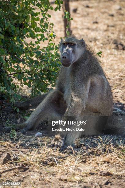 chacma baboon sitting by bush on ground - chacma baboon 個照片及圖片檔