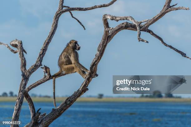 chacma baboon sitting by river in tree - chacma baboon 個照片及圖片檔