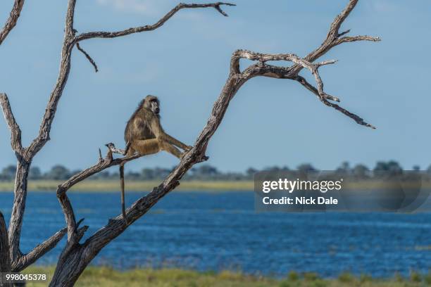 chacma baboon sitting in tree by river - chacma baboon 個照片及圖片檔