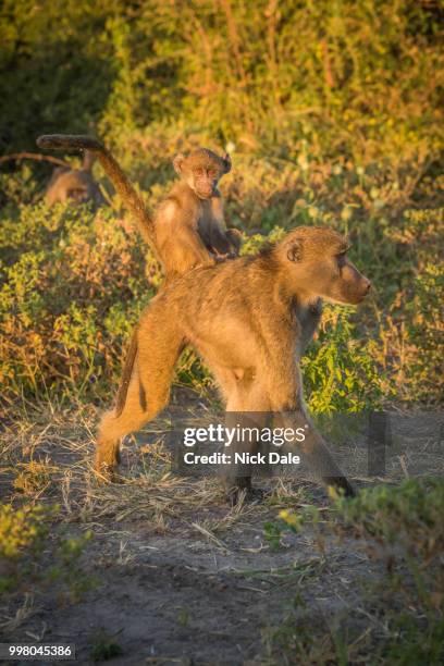 chacma baboon walking with baby on back - chacma baboon 個照片及圖片檔