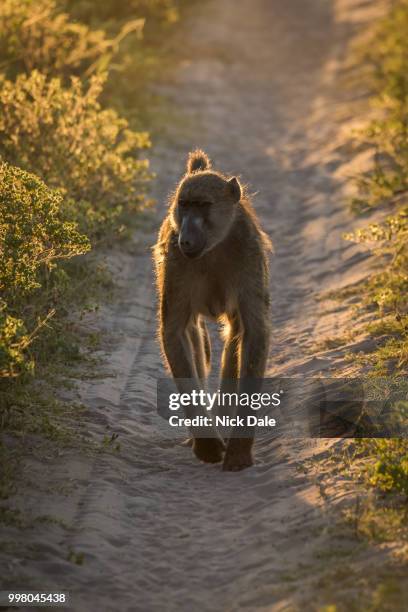 chacma baboon walking down track at dusk - chacma baboon 個照片及圖片檔