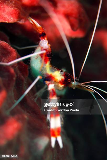 banded shrimp with eggs - decapoda stock pictures, royalty-free photos & images