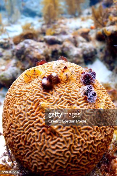 christmas on the brain - brain coral stock pictures, royalty-free photos & images